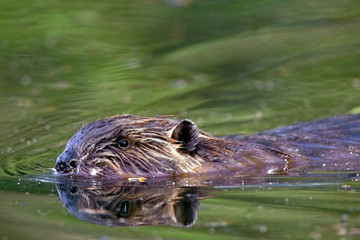 Close up portrait of Beaver swimming in pond.