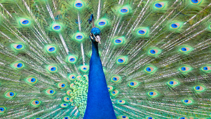 Fototapeta premium Peacock close up