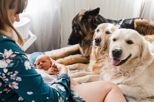Introducing newborn to family dogs