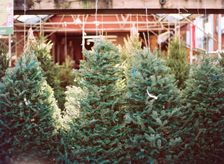 christmas trees