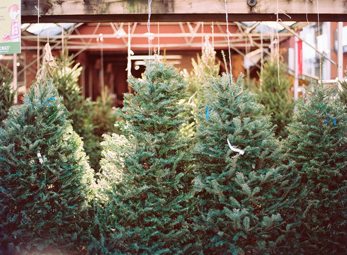christmas trees