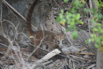 Coatimundi Mexican long Tail Racoon 