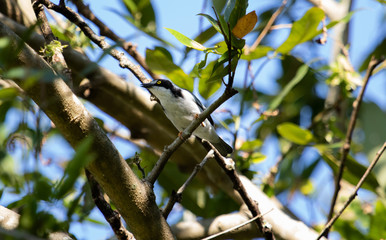 White bird perched