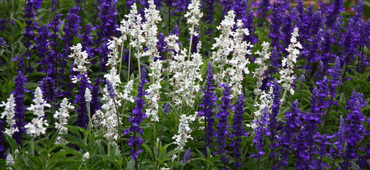 Obraz premium Grows in a flower bed and plentifully the salvia blossoms in silvery and violet flowers.