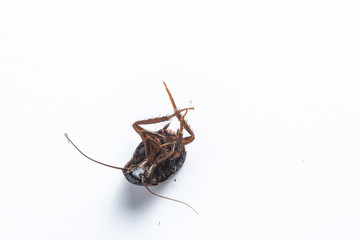 A closeup and magnified view on the deceased body of a cockroach insect isolated against a clean background. Details of the jagged legs and long antenna.