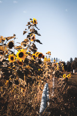 Sunflowers in the Fall