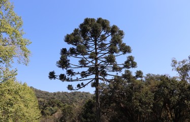 Parque Estadual do Caracol (Caracol Park), is a Brazilian conservation unit and its splendid landscape makes it one of the most visited tourist spots in southern Brazil.