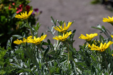 Yellow gazania flowers and green leaves in soft focus, in a garden in a sunny summer day, side view, close up