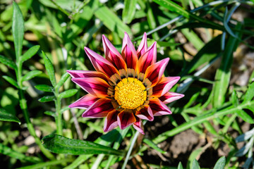 One pink  gazania flower and green leaves in soft focus, in a garden in a sunny summer day, close up,  top view