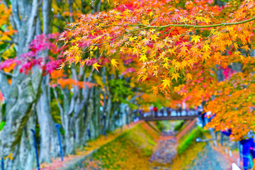 View of the colorful trees in autumn at Fujikawaguchiko next to Lake Kawaguchi in Japan.
