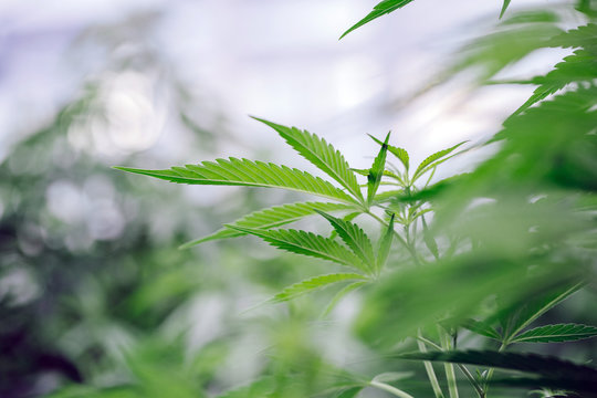 Organic Medical Marijuana Plants.