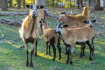 Just Chillin with Friends