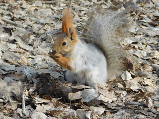 furry squirrel eats sunflower seeds in a park in foliage