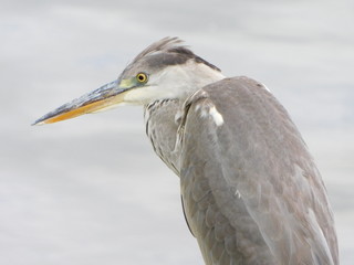 アオサギのクローズアップ