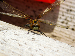 dragonfly dries its wings in the sun