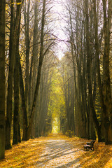 Alley autumn Park with yellow trees on a Sunny day