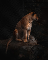 Lioness