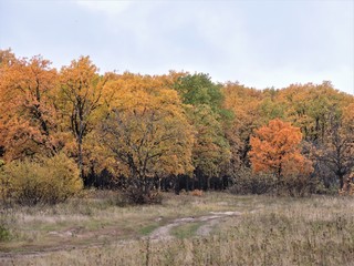 Fototapeta premium colorful autumn wood