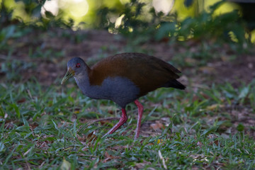 Legged bird in grass