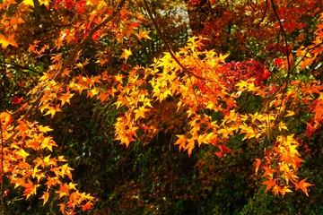 View of the colorful trees in autumn at Fujikawaguchiko next to Lake Kawaguchi in Japan.