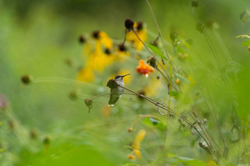Ruby throated hummingbird sitting on a branch in a prairie