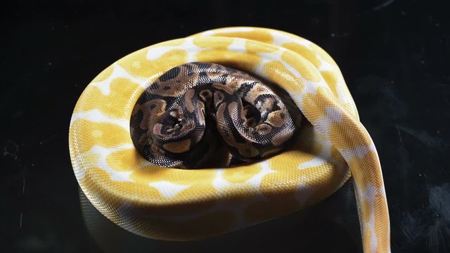 Video of albino and ball royal phyton on dark glass