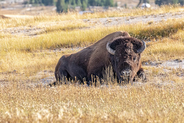 Bison Yellowstone National Park