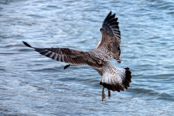 A gray seagull is landing on the sea.