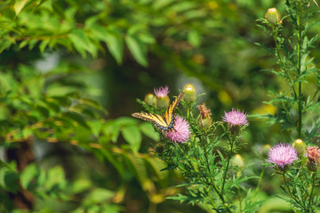 eastern tiger swallowtail butterfly (papilio glaucus) and bumblebees feeding on thistle flowers in the Fall