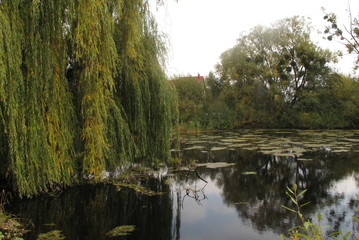  nature, landscape, autumn, trees in autumn reflection in water