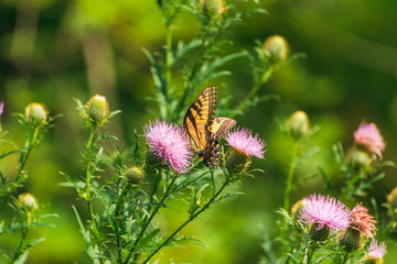 eastern tiger swallowtail butterfly (papilio glaucus) and bumblebees feeding on thistle flowers in the Fall