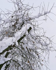 Trees covered with snow, winter landscape, bad weather, cold season