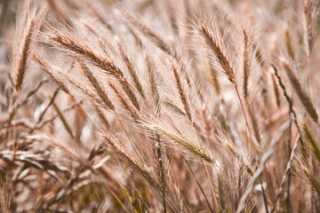 Organic golden ripe ears of wheat in field.