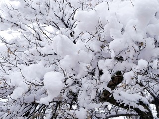 Trees covered with snow, winter landscape, bad weather, cold season