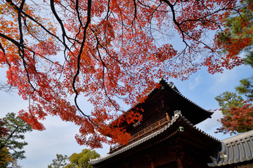 建仁寺の紅葉