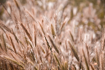 Fototapeta premium Golden ripe ears of wheat in field, soft focus.