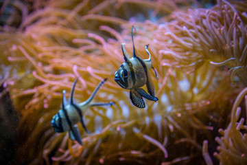 Banggai-Kardinalbarsch