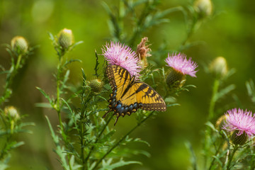 eastern tiger swallowtail butterfly (papilio glaucus) and bumblebees feeding on thistle flowers in the Fall