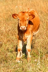 Young calf. Bulls on pasture in Czech Republic - Europe. Beef production. Cattle breeding on the farm.