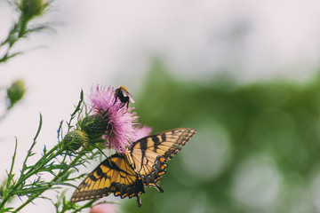 eastern tiger swallowtail butterfly (papilio glaucus) and bumblebees feeding on thistle flowers in the Fall