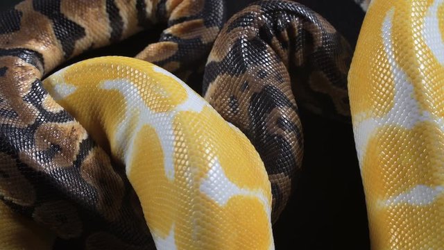 Footage of small albino and ball royal phyton on glass