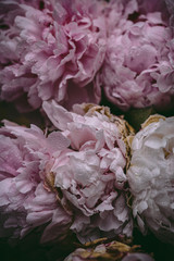 Pastel pink peony flowers with water drops on the petals. Romantic and lovely bouquet of peonies.