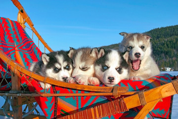 Four adorable Siberian Husky puppies together in sleigh.