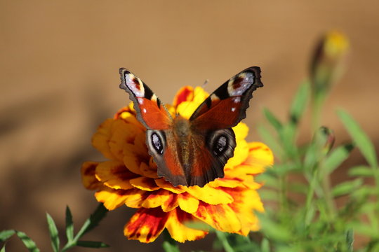 Motyl Bilder – Durchsuchen 8,256 Archivfotos, Vektorgrafiken und Videos ...