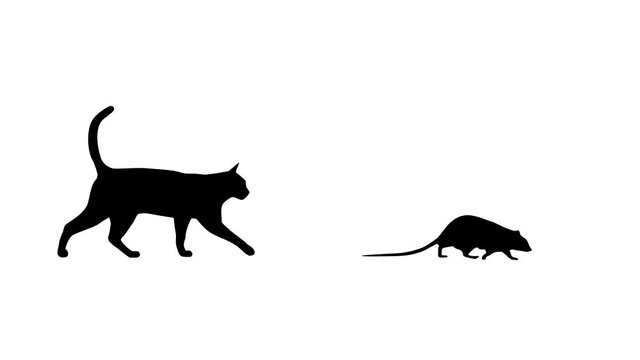 Cat walking behind a rat, animation on the white background