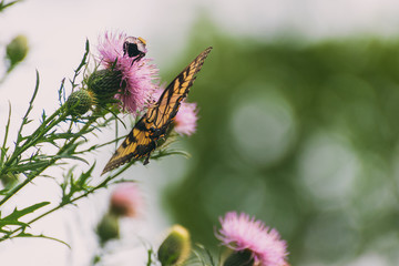 eastern tiger swallowtail butterfly (papilio glaucus) and bumblebees feeding on thistle flowers in the Fall