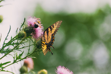 eastern tiger swallowtail butterfly (papilio glaucus) and bumblebees feeding on thistle flowers in the Fall