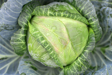 Natural background with cabbage leaf texture in raindrops, rainy weather, macro backdrop,