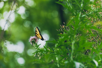 eastern tiger swallowtail butterfly (papilio glaucus) feeding on thistle flowers in the Fall