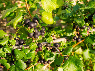 Group of Blackcurrants Ribes nigrum on the branches of a tree ready to be picked